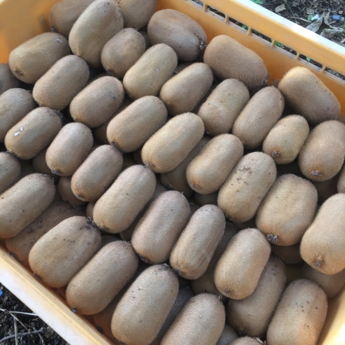 【限定・参加御礼：11月18日（日）】みんなで二万個！？キウイ収穫。