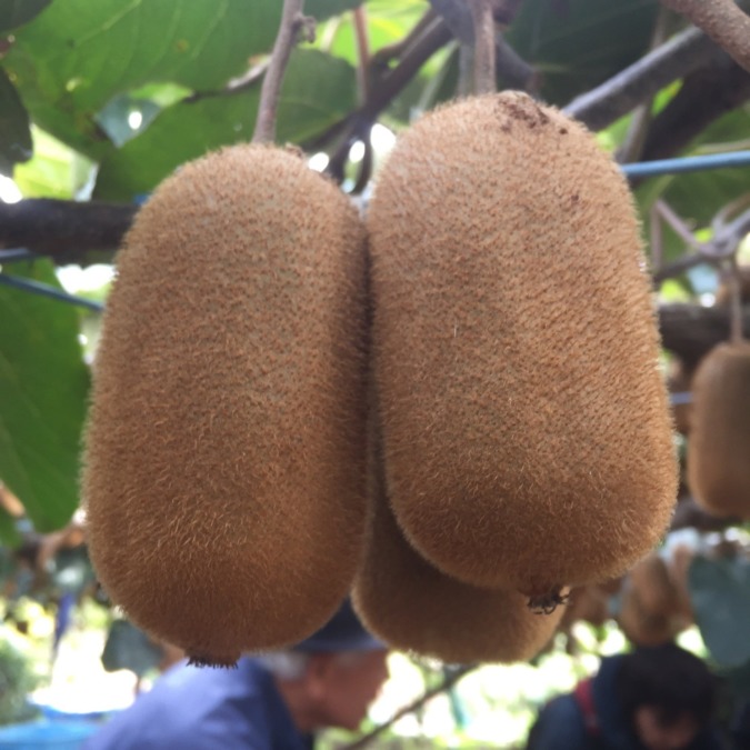 【キウイ収穫】ありがとうございました！！