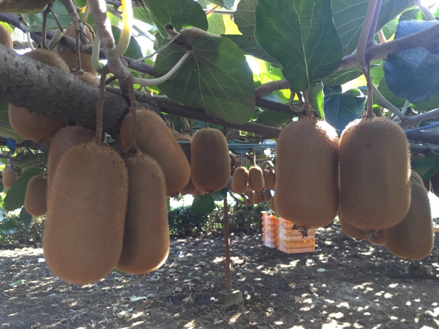 【キウイ収穫】ありがとうございました！