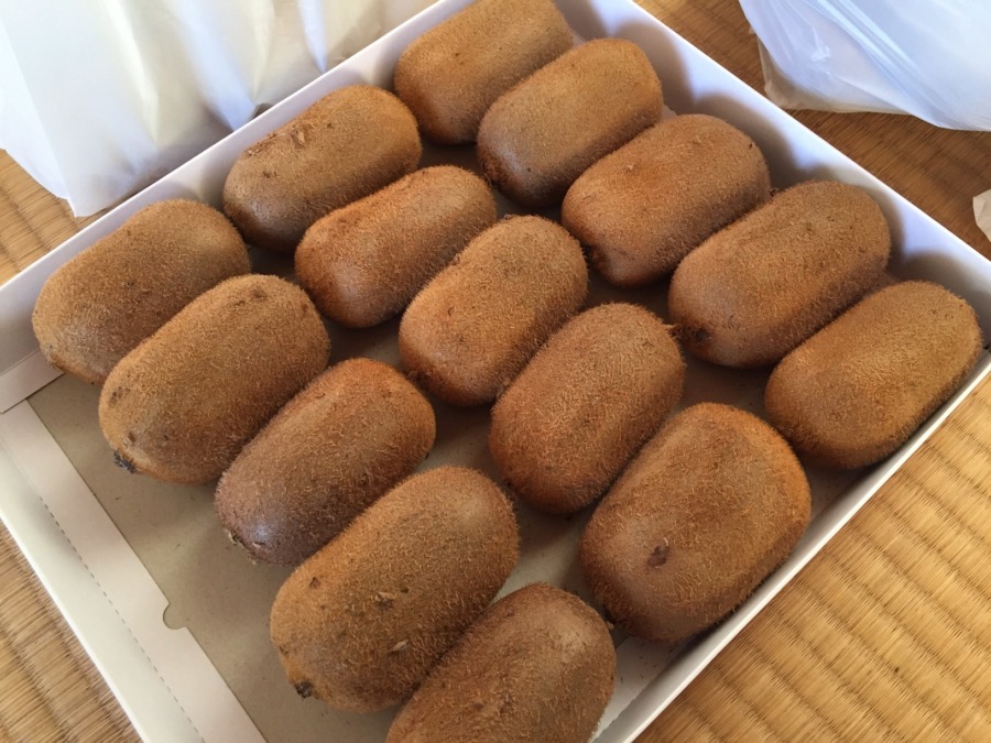 【限定・参加御礼：11月11日（土）】みんなで二万個！？キウイ収穫。