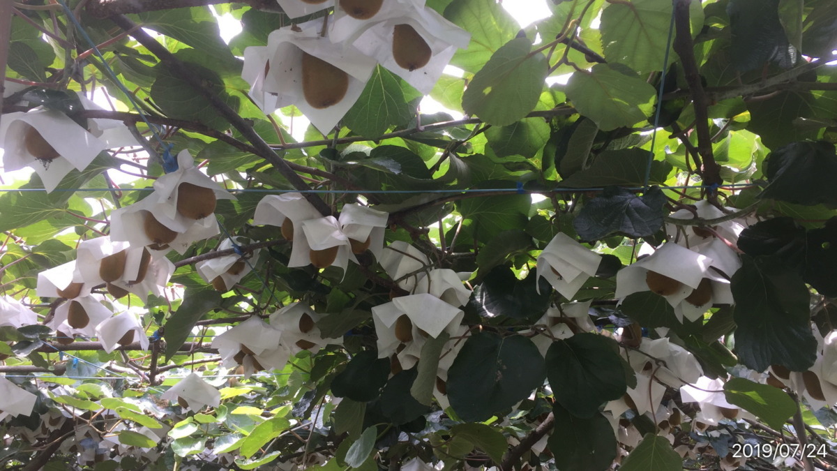 【連載キウイ講座】『かさがけ』