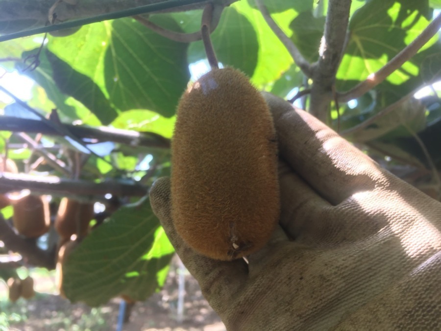 夏のキウイは、こんな感じ。