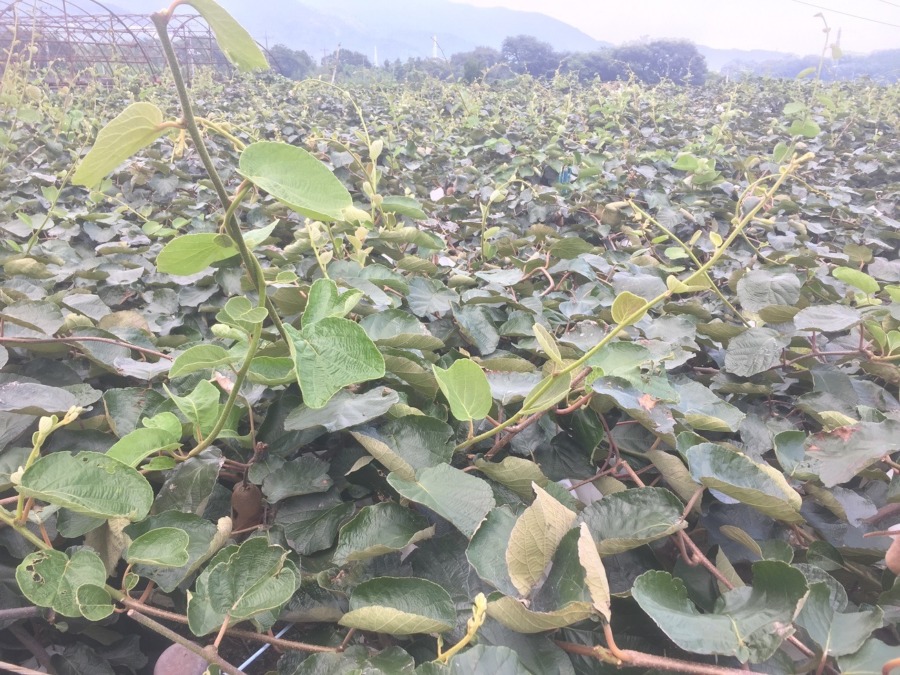 キウイ畑の今。上から下から、そして果実は、、、？