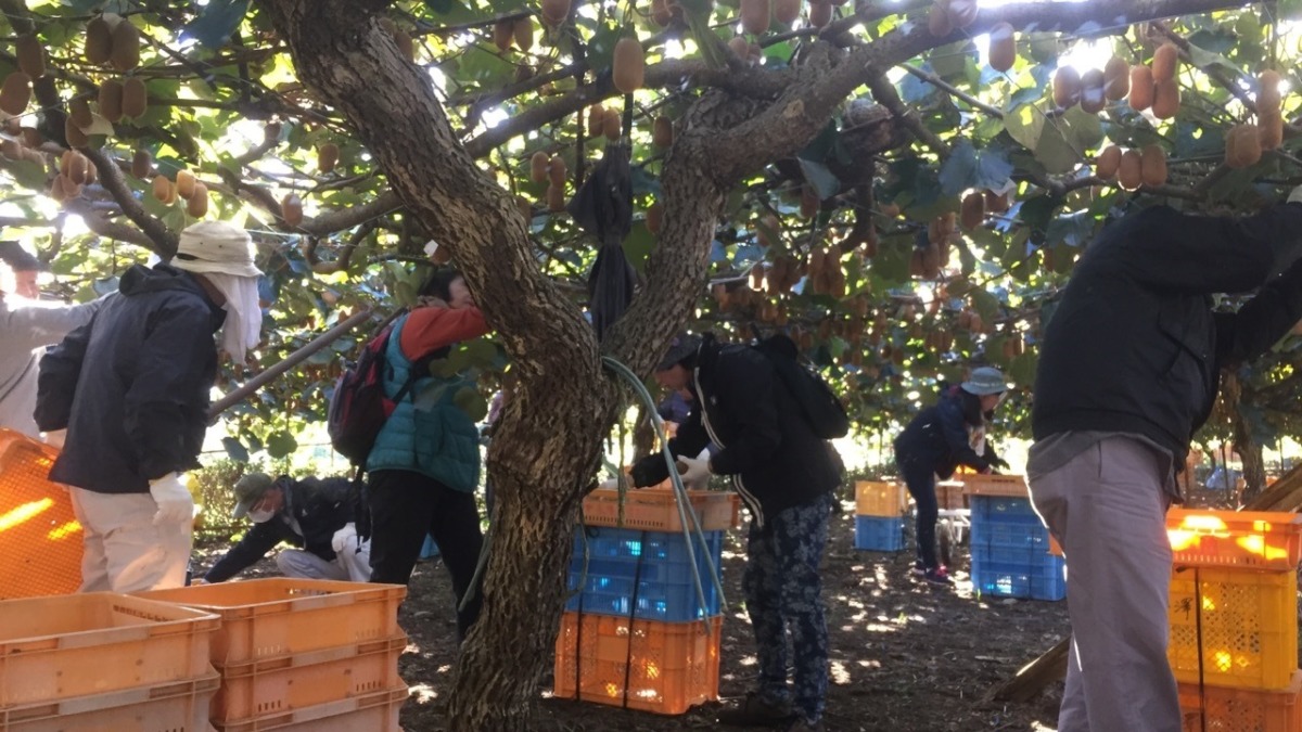 【みんなで収穫（11月16日）】おざわ農園のキウイ「香緑」！