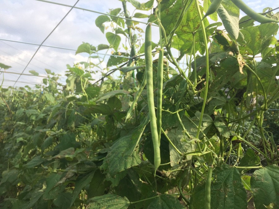 いんげんも、いいんですか！？