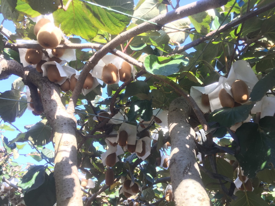 明日晴れるといいな～。まなび体験用のキウイこんなにたくさん残っています。