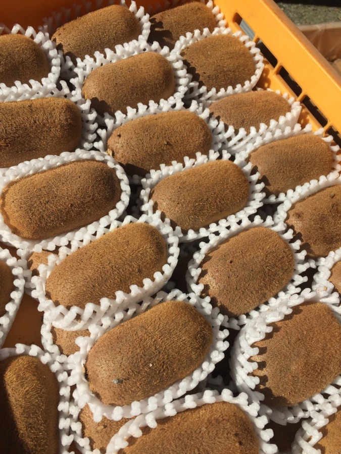 【お待たせ】キウイ「香緑」発送しましたヨ。