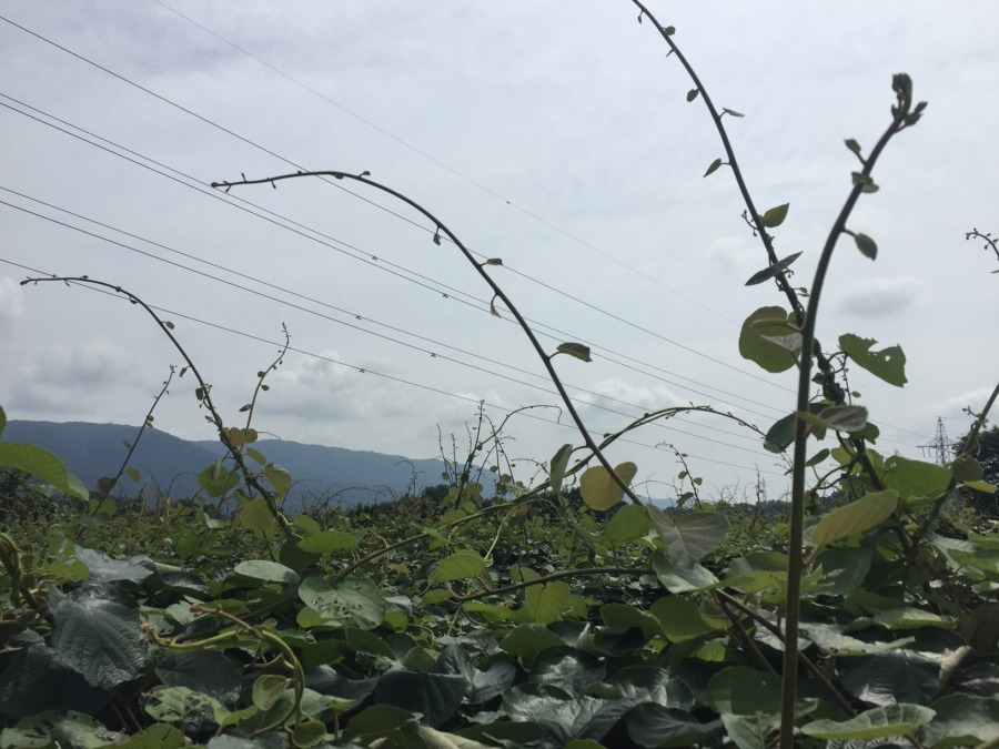 今日は久々に晴れ🌞。キウイ棚の上に蔓が伸びます。